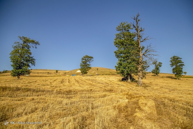 برداشت خوشه‌های طلایی