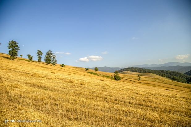 برداشت خوشه‌های طلایی