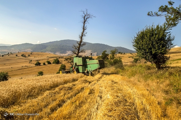 برداشت خوشه‌های طلایی