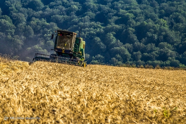 برداشت خوشه‌های طلایی