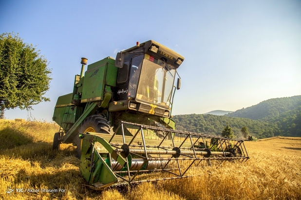 برداشت خوشه‌های طلایی