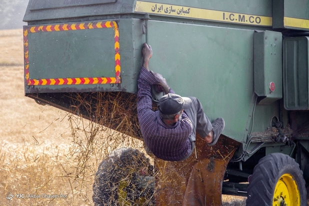 برداشت خوشه‌های طلایی