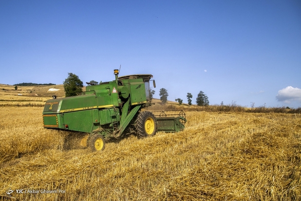 برداشت خوشه‌های طلایی