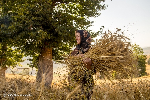 برداشت خوشه‌های طلایی