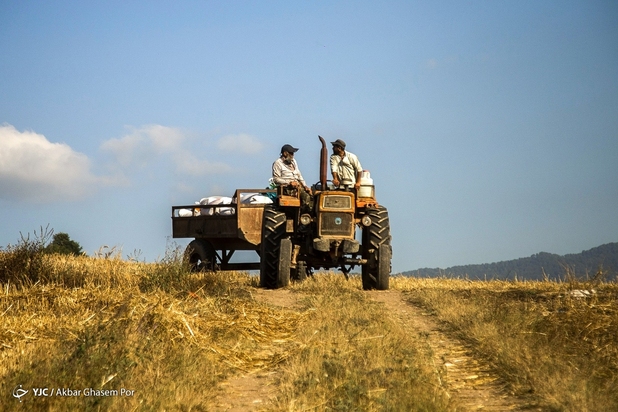 برداشت خوشه‌های طلایی
