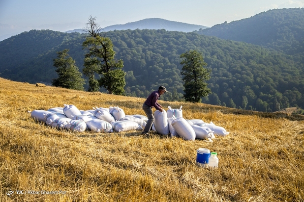 برداشت خوشه‌های طلایی