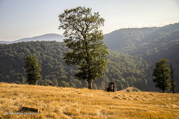 برداشت خوشه‌های طلایی