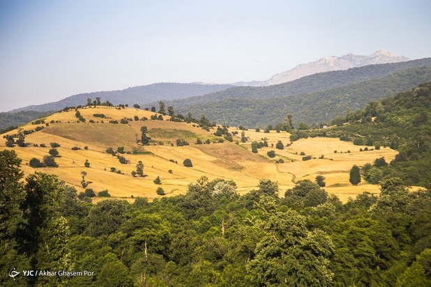 برداشت خوشه‌های طلایی