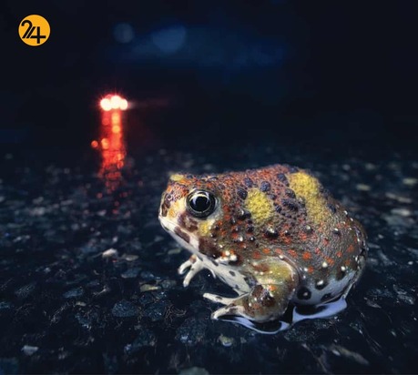 حیات وحش از نگاهی دیگر