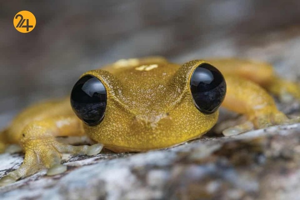 حیات وحش از نگاهی دیگر