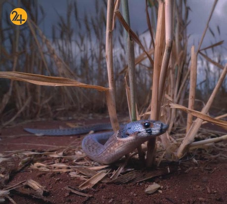 حیات وحش از نگاهی دیگر