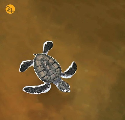 حیات وحش از نگاهی دیگر