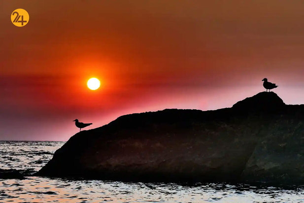 حیات وحش به روایت تصویر