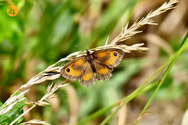 حیات وحش به روایت تصویر