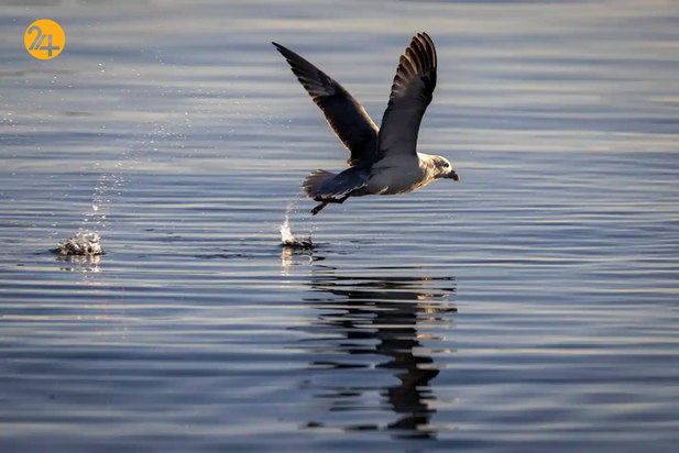 حیات وحش به روایت تصویر