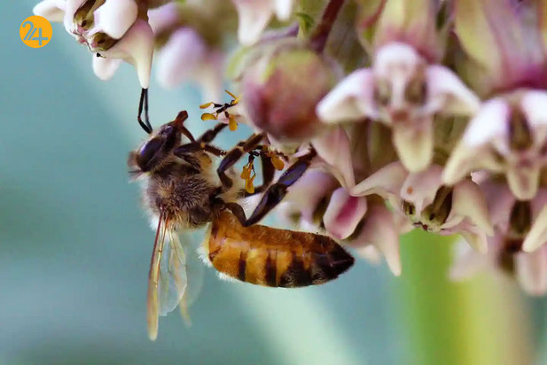 حیات وحش به روایت تصویر