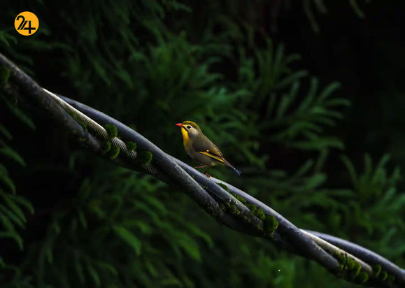 حیات وحش به روایت تصویر