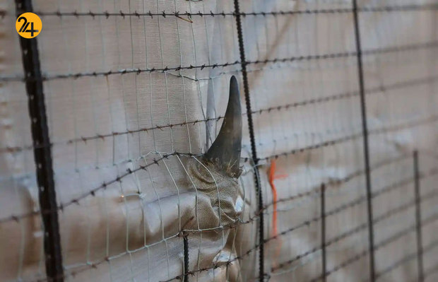 حیات وحش به روایت تصویر