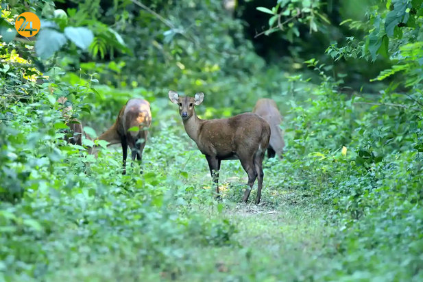 حیات وحش به روایت تصویر