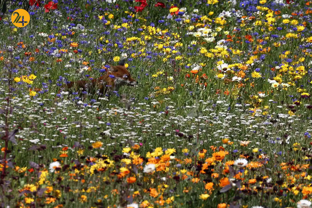 حیات وحش به روایت تصویر