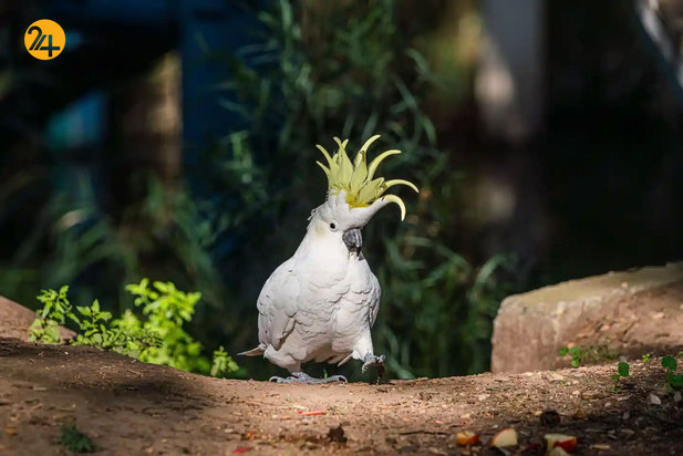 حیات وحش به روایت تصویر