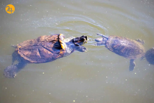 حیات وحش به روایت تصویر