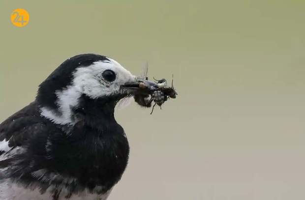 حیات وحش به روایت تصویر