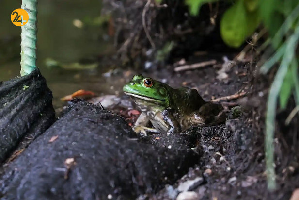 حیات وحش به روایت تصویر