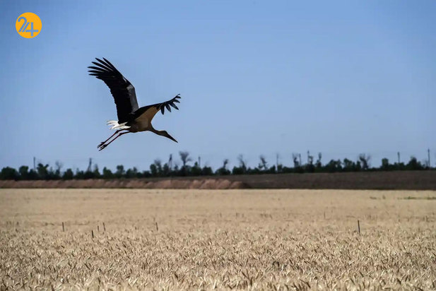 حیات وحش به روایت تصویر