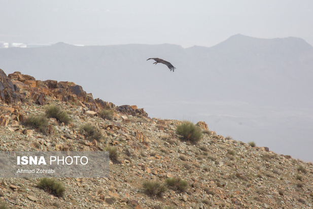 مقابله با بیابان زایی تلاش نسل ها