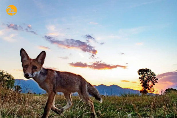 حیات وحش به روایت تصویر