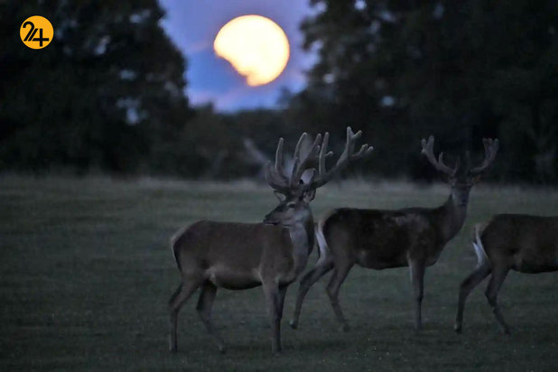 حیات وحش به روایت تصویر