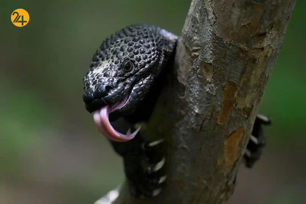 حیات وحش به روایت تصویر