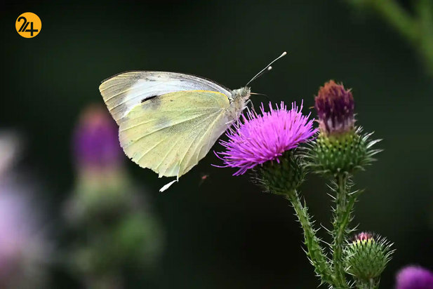 حیات وحش به روایت تصویر