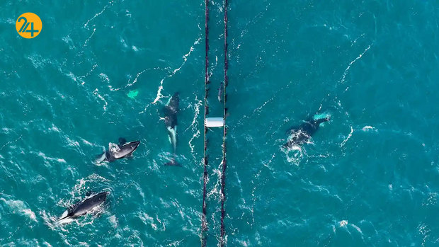 حیات وحش به روایت تصویر