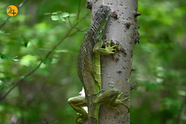 حیات وحش به روایت تصویر