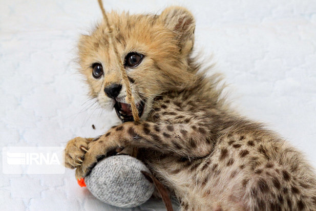 ۷۷ روزگی توله یوز ایران