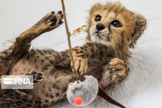 ۷۷ روزگی توله یوز ایران