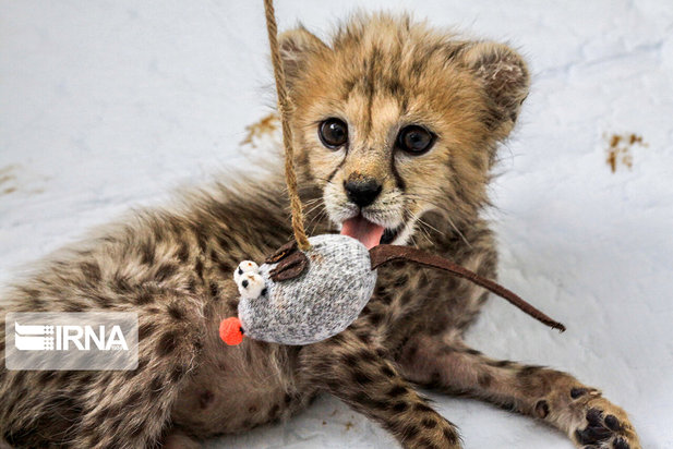 ۷۷ روزگی توله یوز ایران