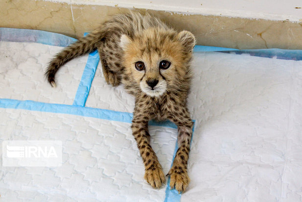 ۷۷ روزگی توله یوز ایران