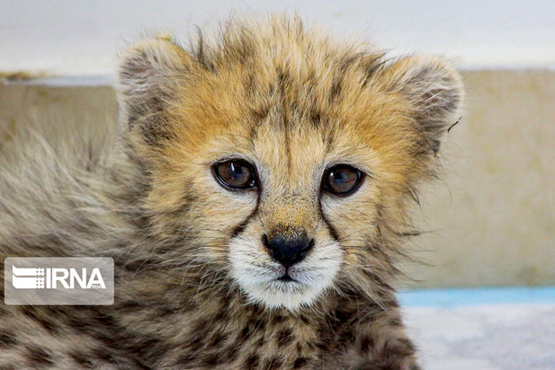 ۷۷ روزگی توله یوز ایران