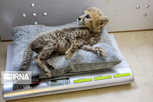 ۷۷ روزگی توله یوز ایران