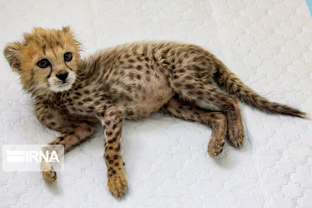 ۷۷ روزگی توله یوز ایران