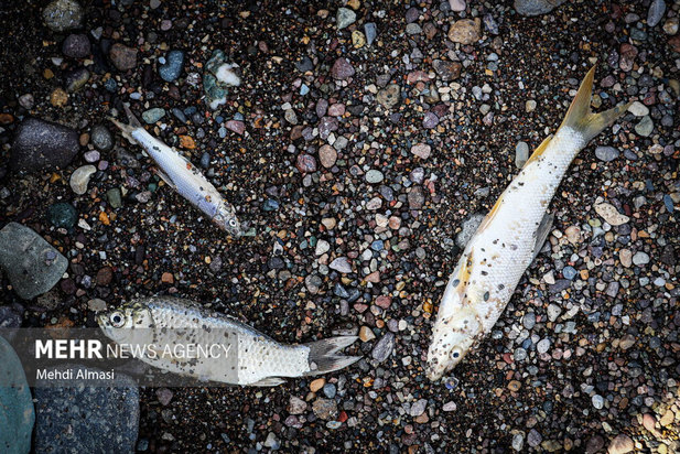 خشکی رودخانه قزل اوزن