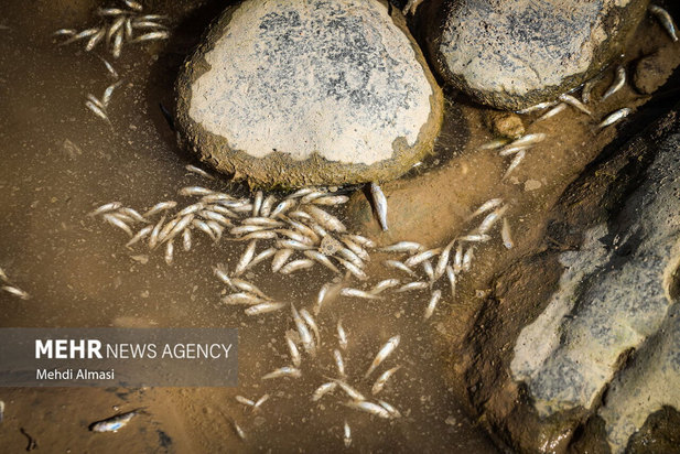 خشکی رودخانه قزل اوزن