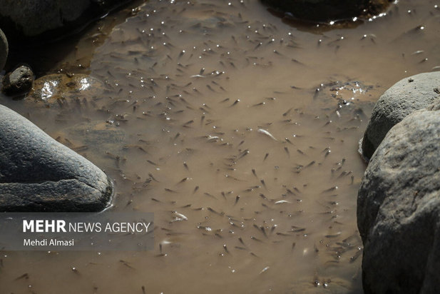 خشکی رودخانه قزل اوزن