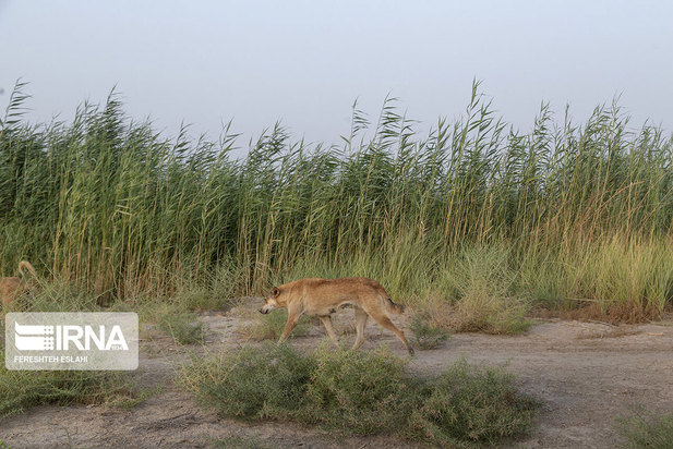 حیاتِ پناهگاه