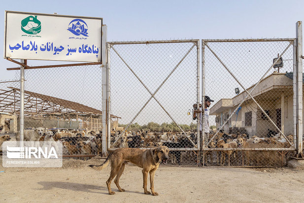 حیاتِ پناهگاه