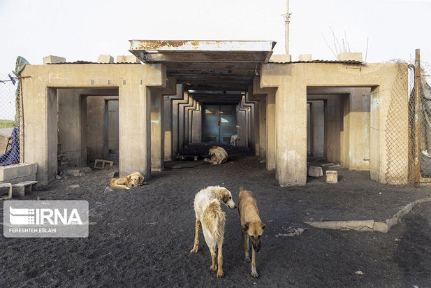 حیاتِ پناهگاه