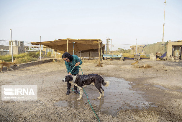 حیاتِ پناهگاه